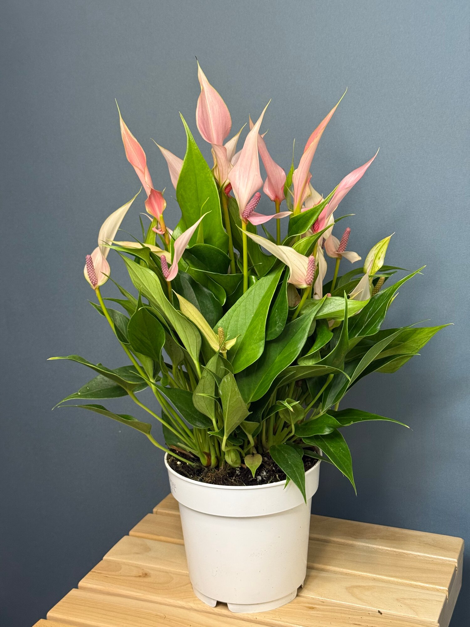 Антуриум Лили (Anthurium andreanum ‘Lilli’) — розовая элегантность и живая энергия в вашем интерьере