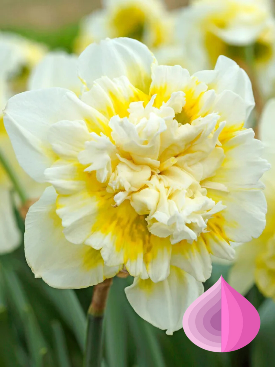 Луковицы цветов bulbs servise Нарцисс Айс Кинг  махровый  бело-желтый ( 3 штуки )