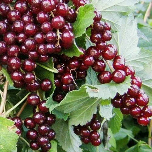 Изображение товара Смородина красная Вишневая / 1 шт, смородины, морозостойкий, высокоурожайный многолетник