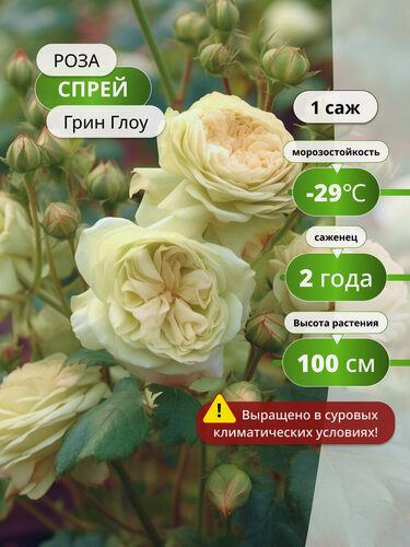 Изображение товара Роза спрей "Грин Глоу", морозостойкая, высота до 70 см, 1 шт