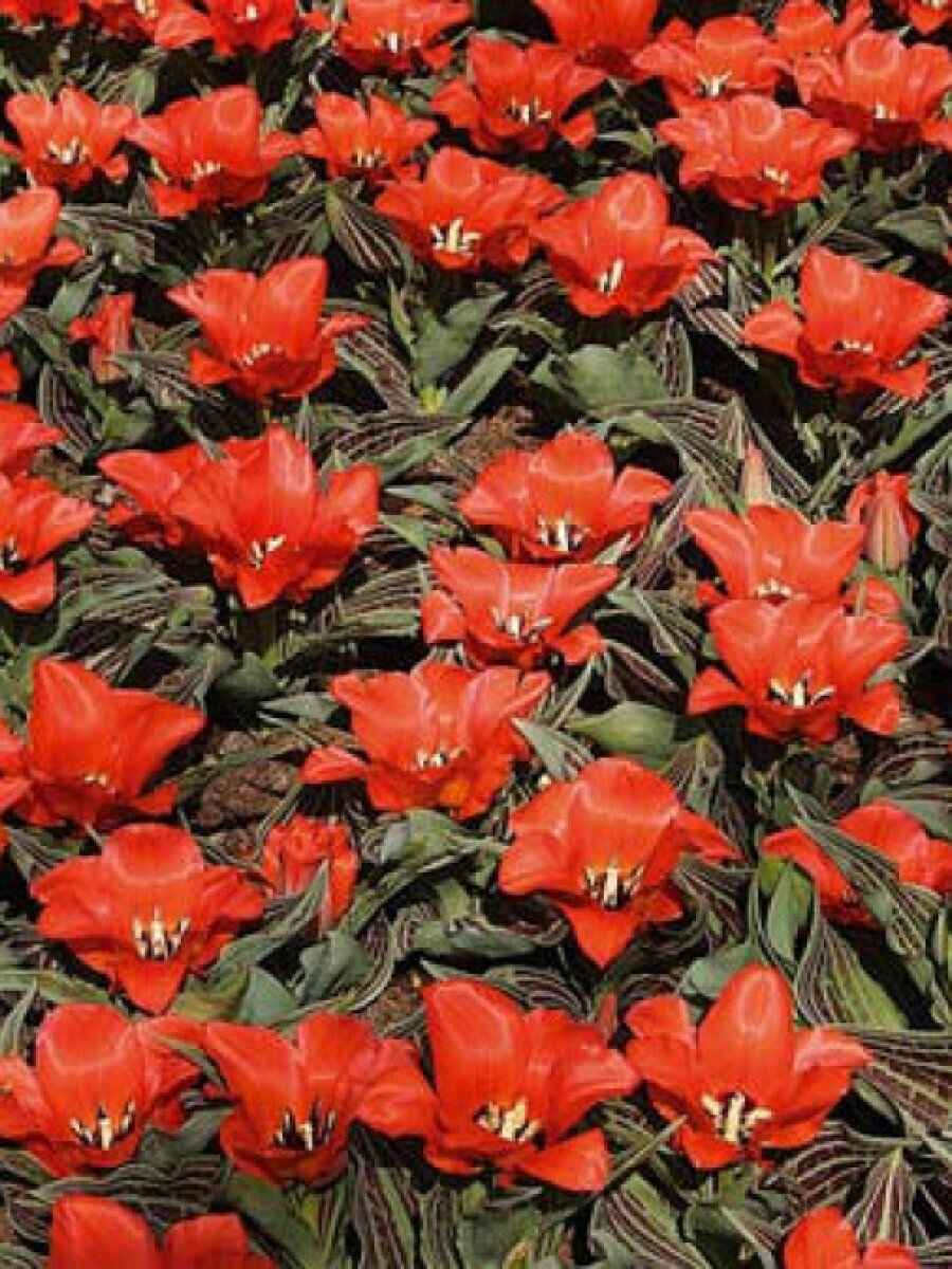 Тюльпан Ред Райдинг Худ 5шт / Луковицы тюльпанов Грейга