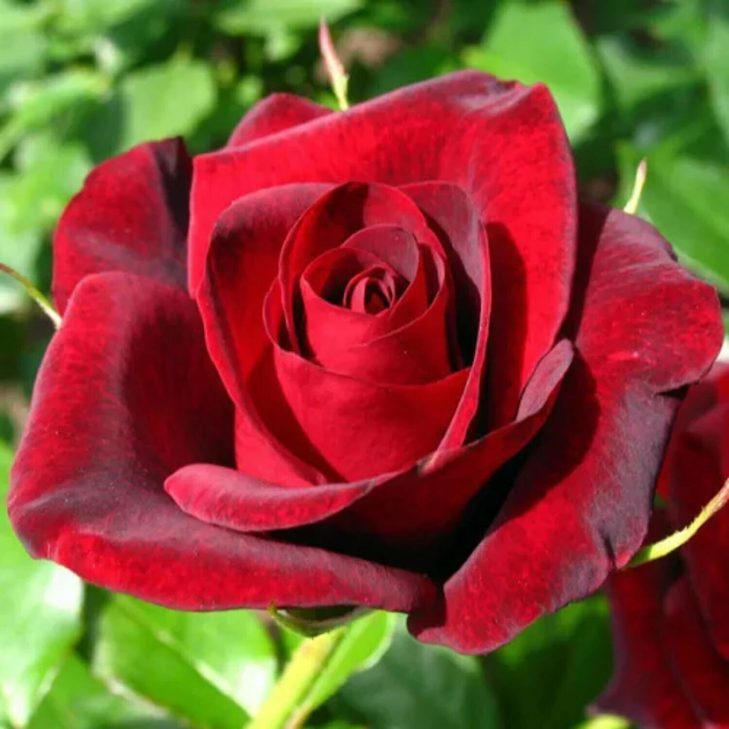 Роза чайно-гибридная Гран При (Grand Prix) / 2 шт непрерывноцветущий сорт