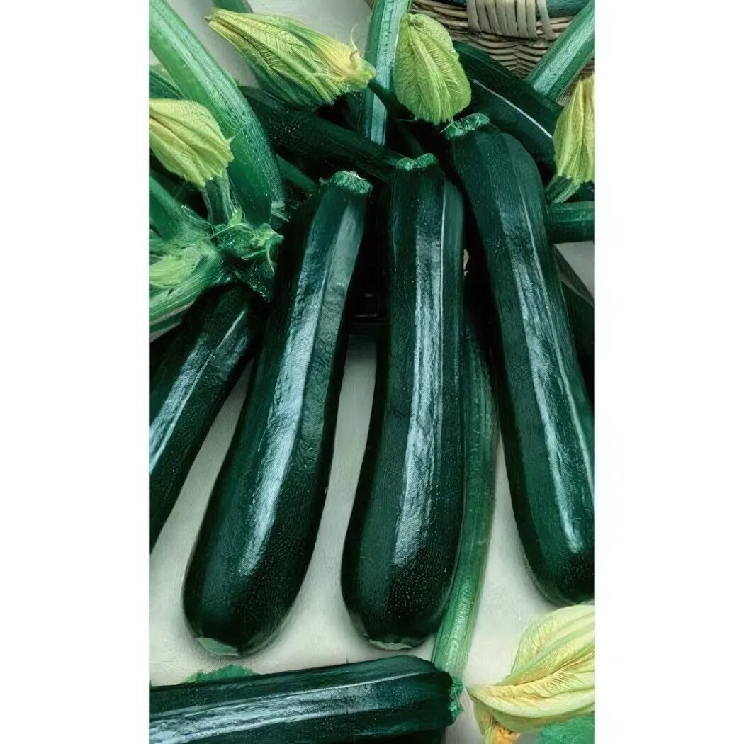 Семена кабачка 'Черный красавец' цуккини 2гр высокоурожайный сорт