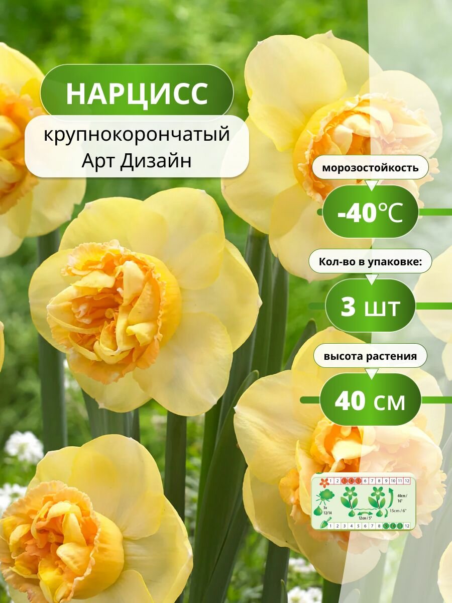 Нарцисс крупнокорончатый Арт Дизайн 3 лук / нарциссы луковицы многолетние