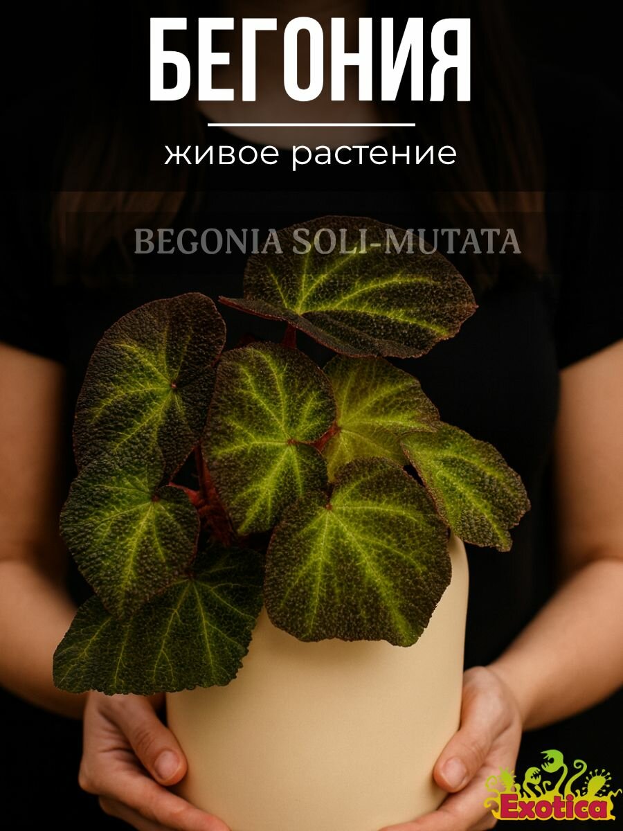 Бегония Соли-Мутата (Begonia Soli-Mutata) D12см живой цветок