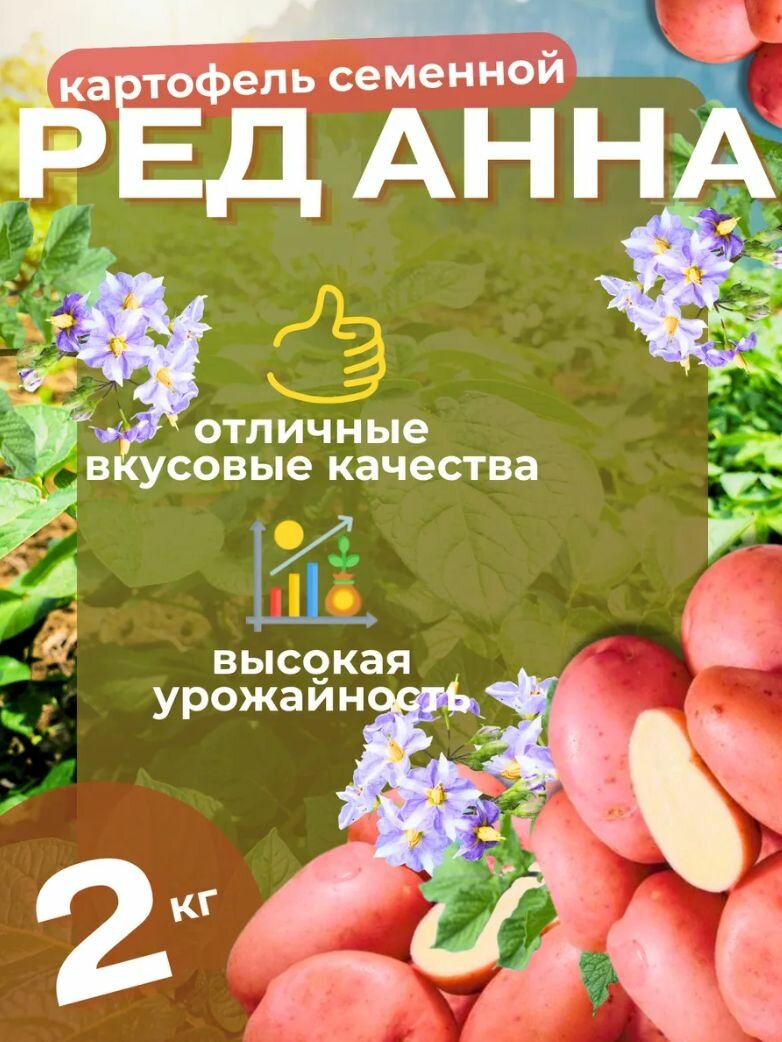 Картофель семенной Ред Анна 2 кг