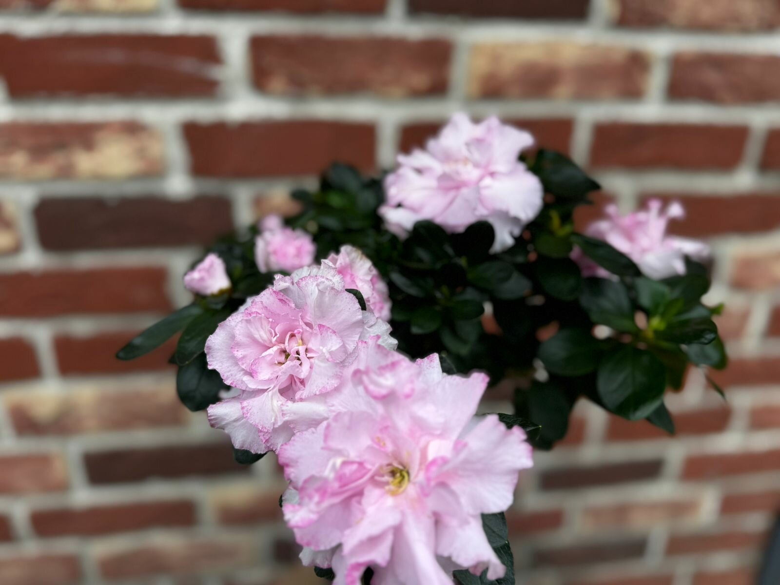 Азалия на штамбе нежно розового оттенка с яркой каймой