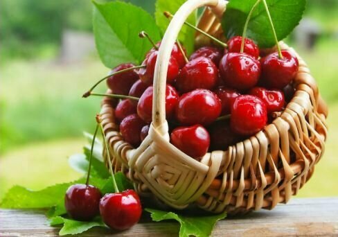 Черешня Любимица Корвацкого Саженец плодовых деревьев