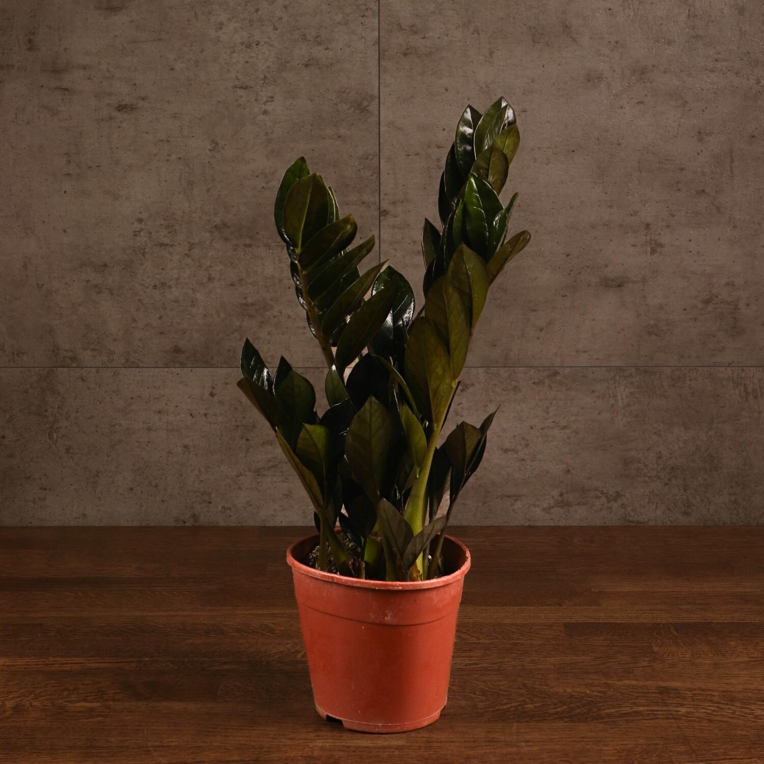 Замиокулькас Равен черный 45/14