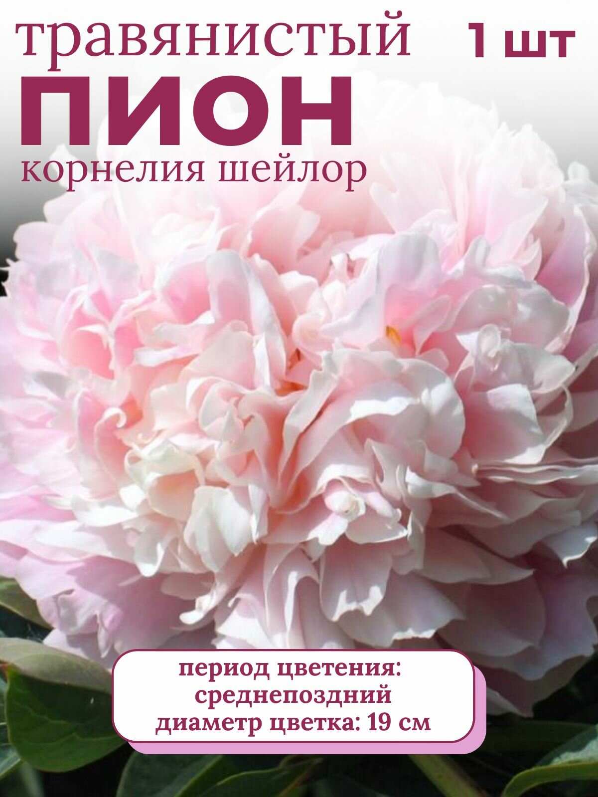 Пион травянистый многолетние цветы 1 шт