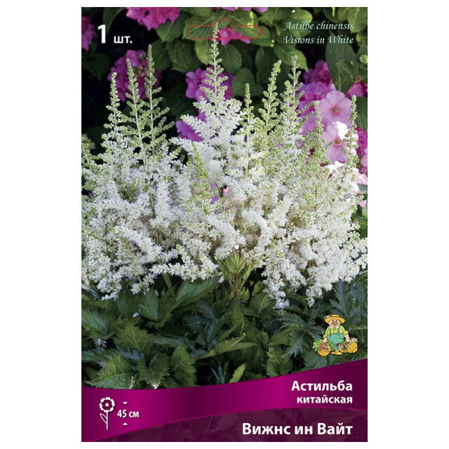 Корни растений астильба китайская Вижнс ин Вайт в капере 1 шт.