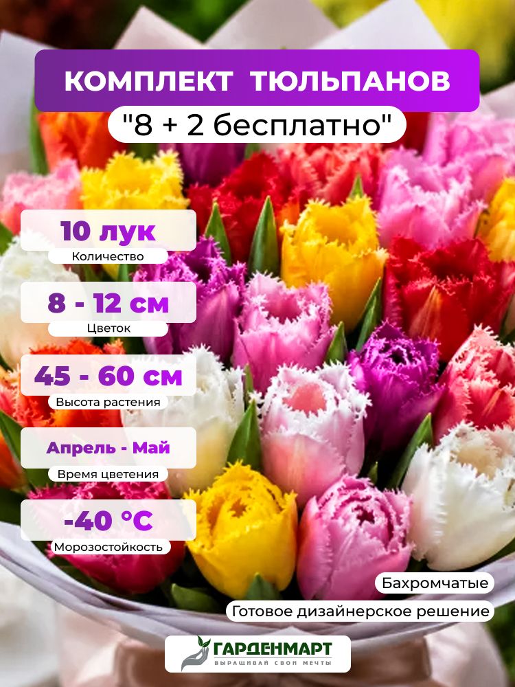 Комплект бахромчатых тюльпанов "8 + 2 бесплатно", 10 лук