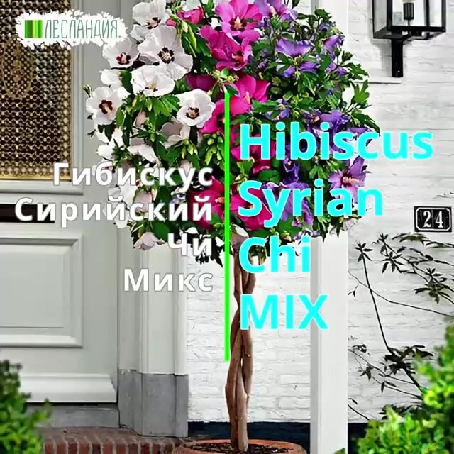 Гибискус Сирийский Микс, Семена, 25 шт, Лесландия, подходит для помещений и улицы. — фото 1