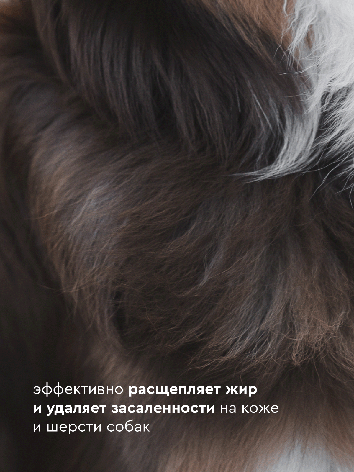 Профессиональный шампунь для собак Pamilee Groom ExtraClean, с ароматом арбуза, 5л, концентрат — фото 1