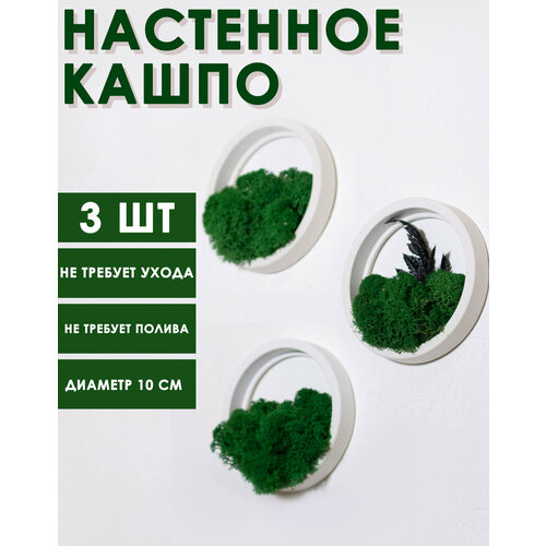 фото Кашпо настенное со стабилизированным зеленым мхом, диаметром 10 см, 3 шт в наборе stabflora