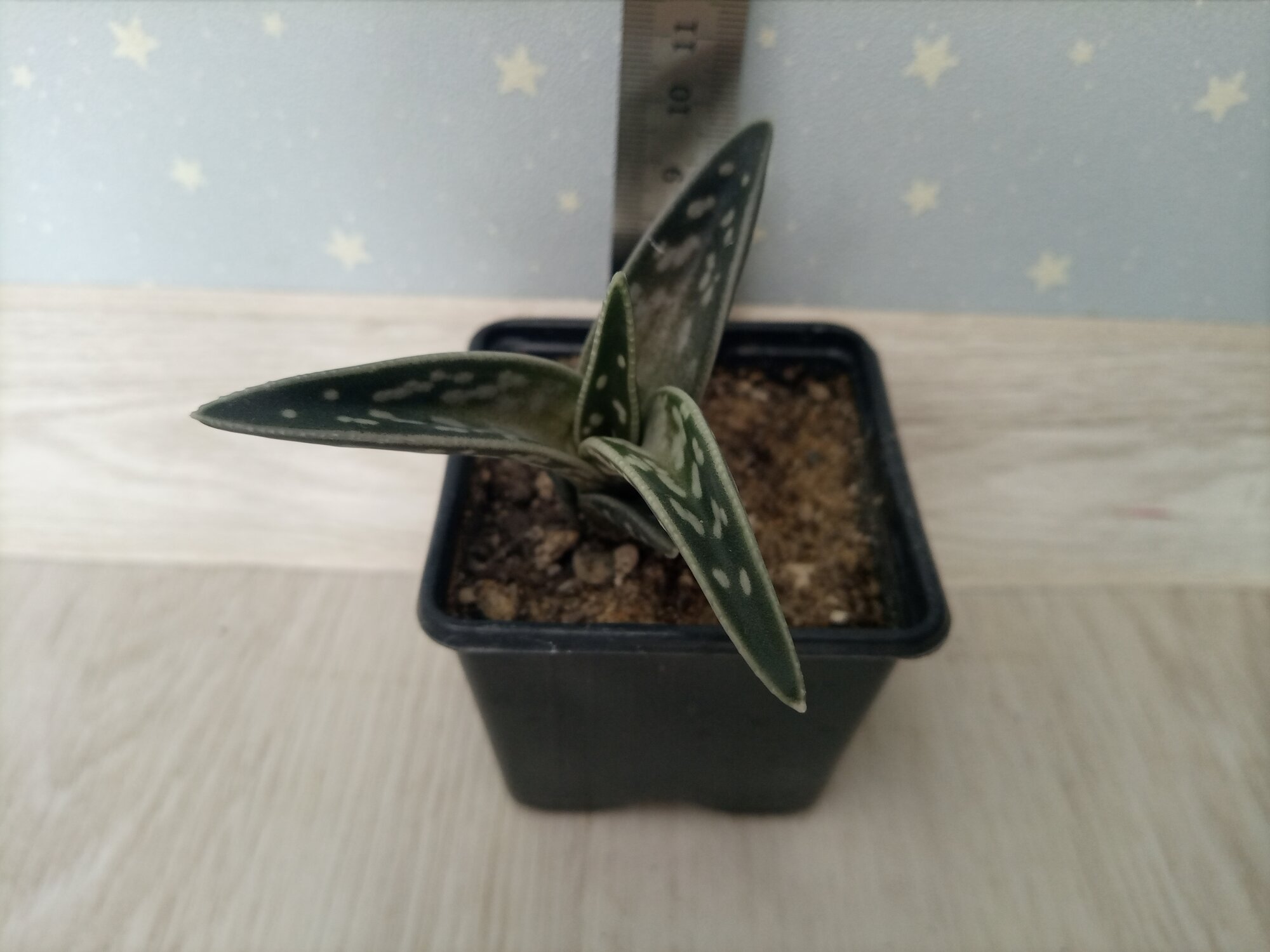 Алоэ Вариегата Пестрое, или Тигровое (Aloe Variegata)