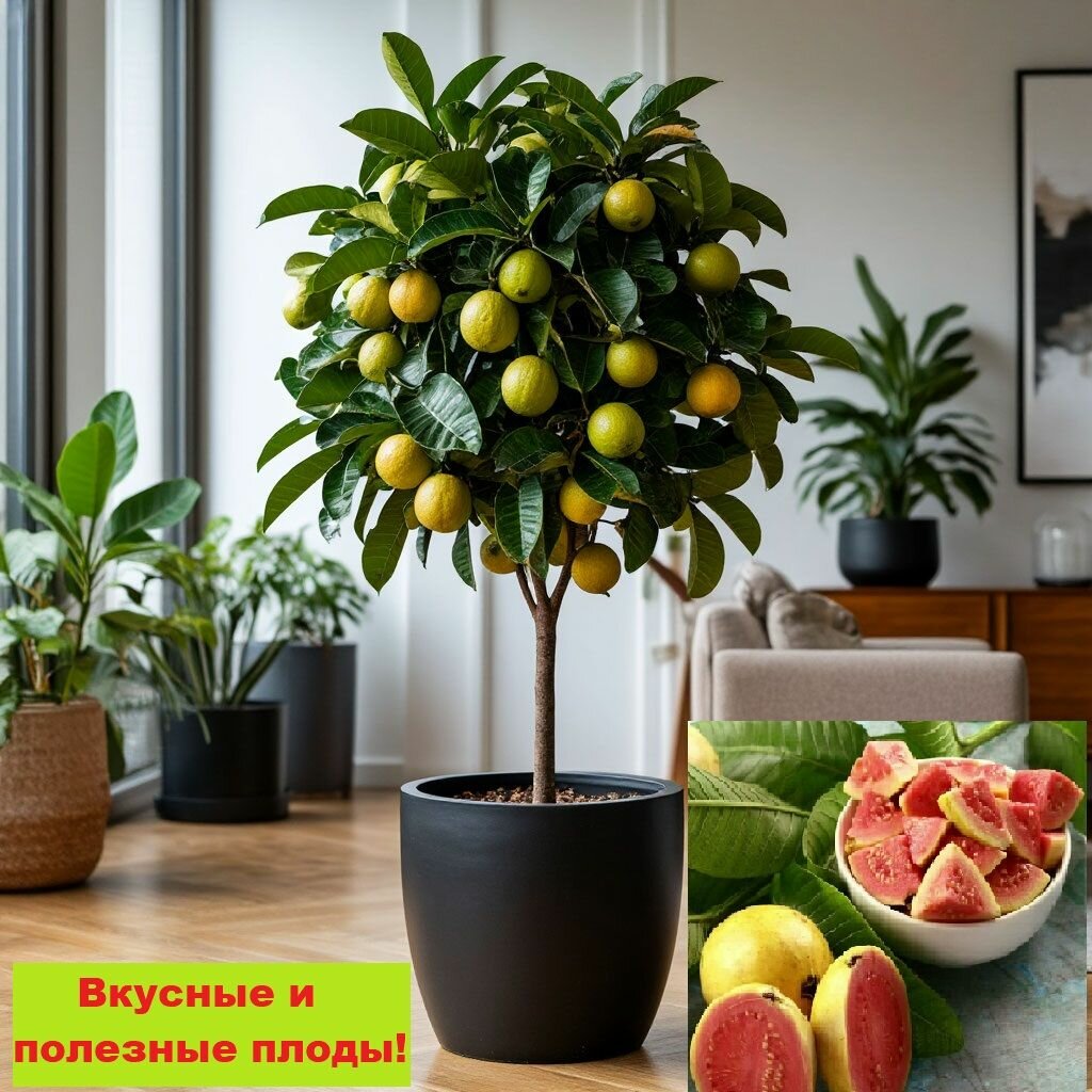 Гуава комнатная бонсай семена