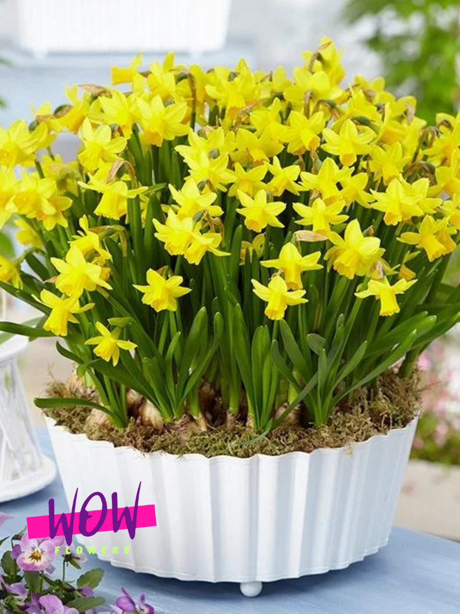 Луковицы цветов WOW FLOWERS  Нарцисс Тет-а-Тет  желтый ( 3 штуки )