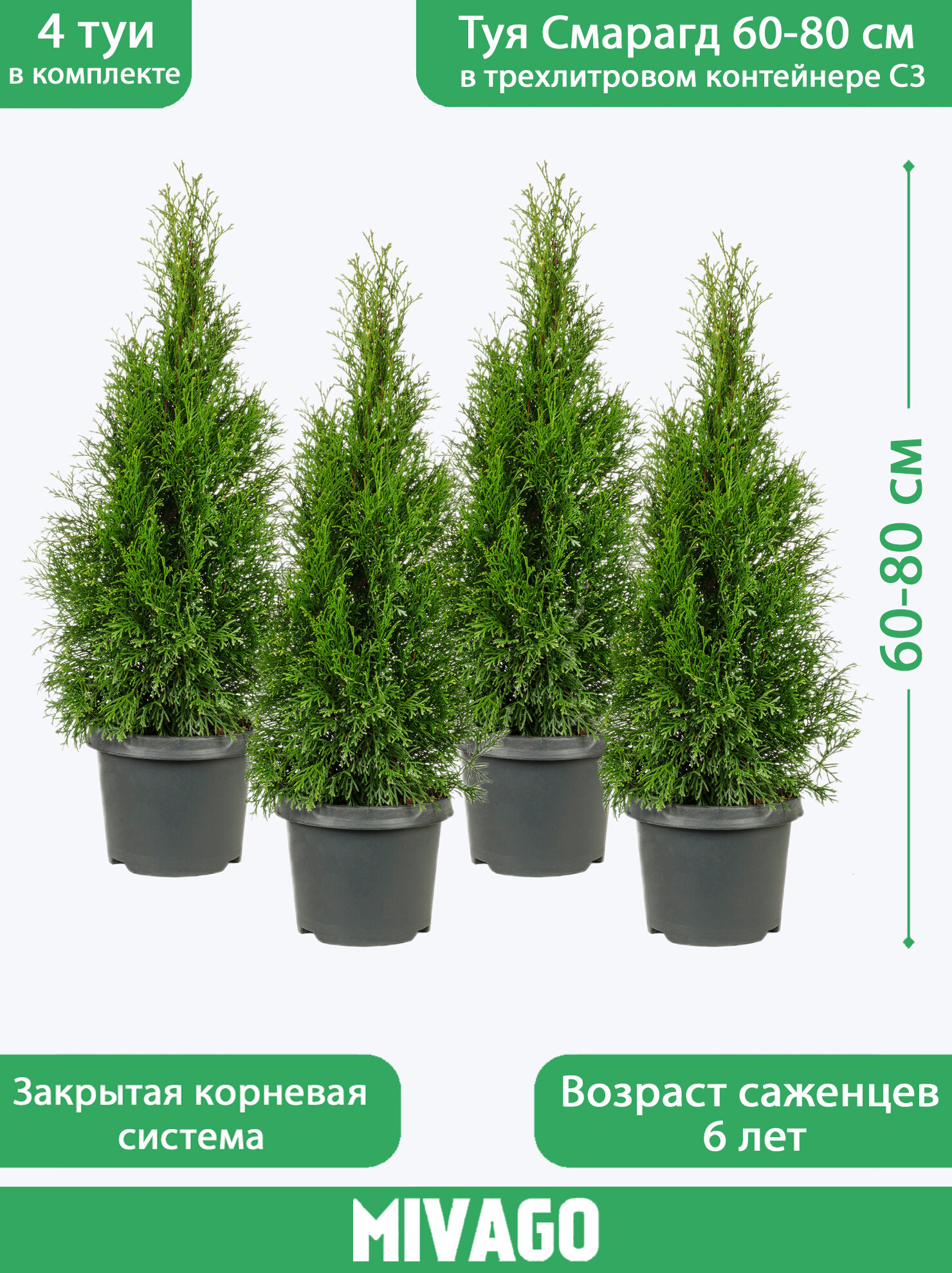 Туя западная Смарагд C3 высота 60-80 см диаметр горшка 19 см 4 саженца