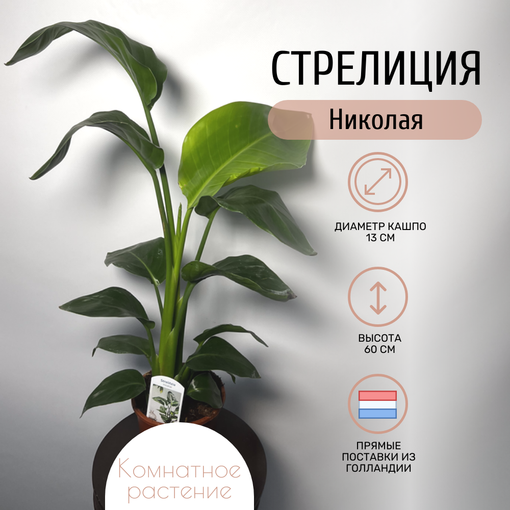Комнатное растение Стрелиция Николая в транспортировочном кашпо, высота 60 см