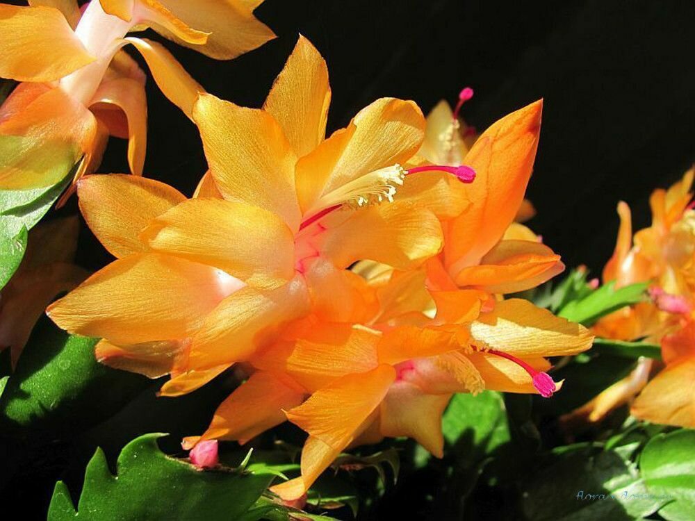 Декабрист MIX