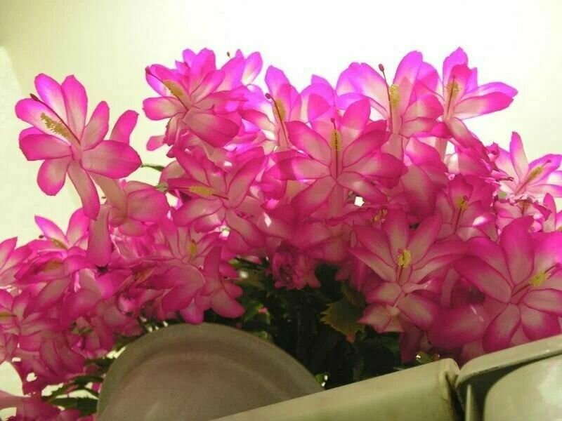 Декабрист MIX