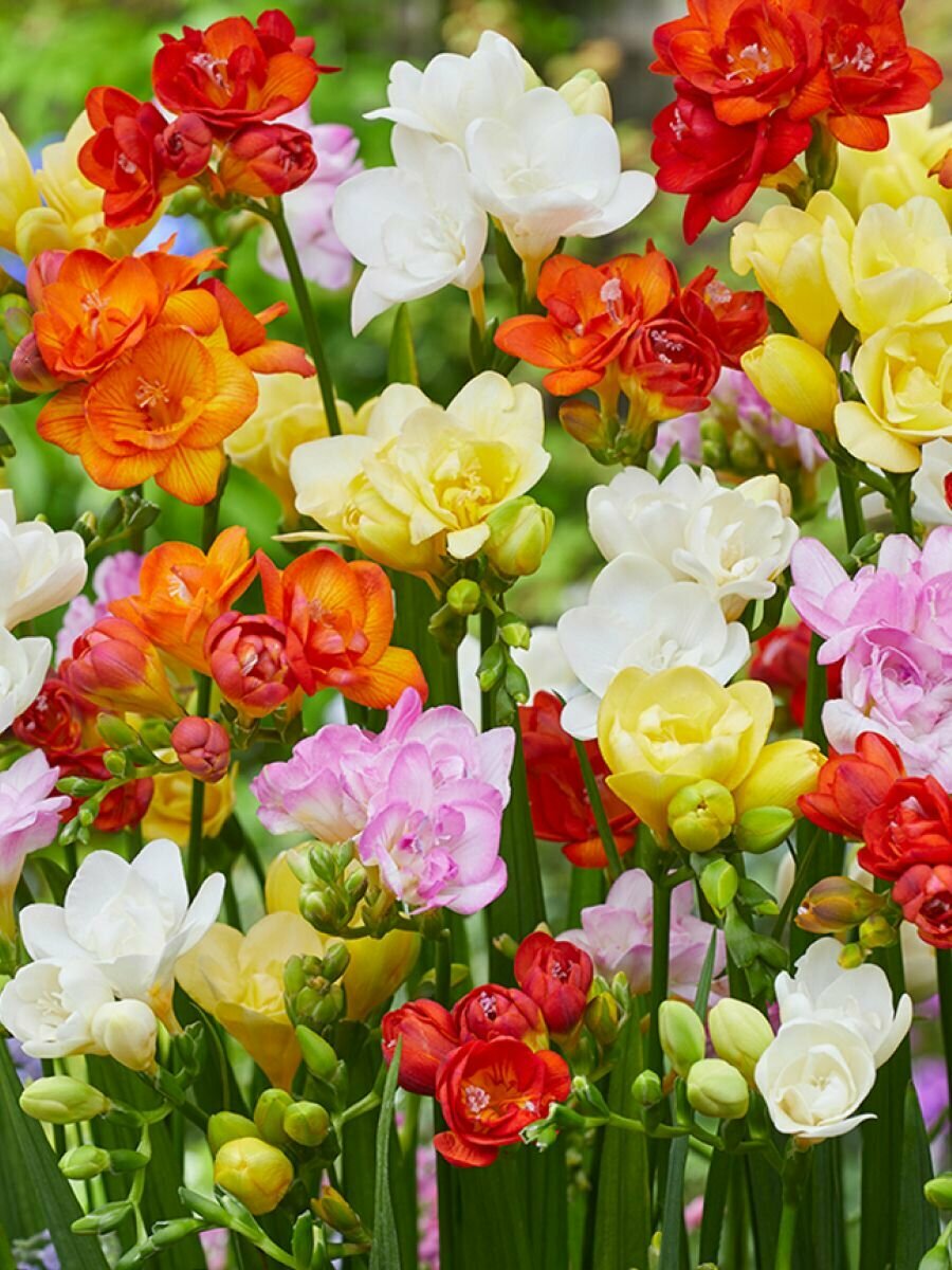 Луковицы фрезии Holland Bulb Market  Дабл Микс   многолетние  10 шт