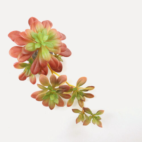 Изображение товара Декор для террариума растение "Эхверия колората", бренд Laguna TERRA, красно-зеленое, 25*13*10 см