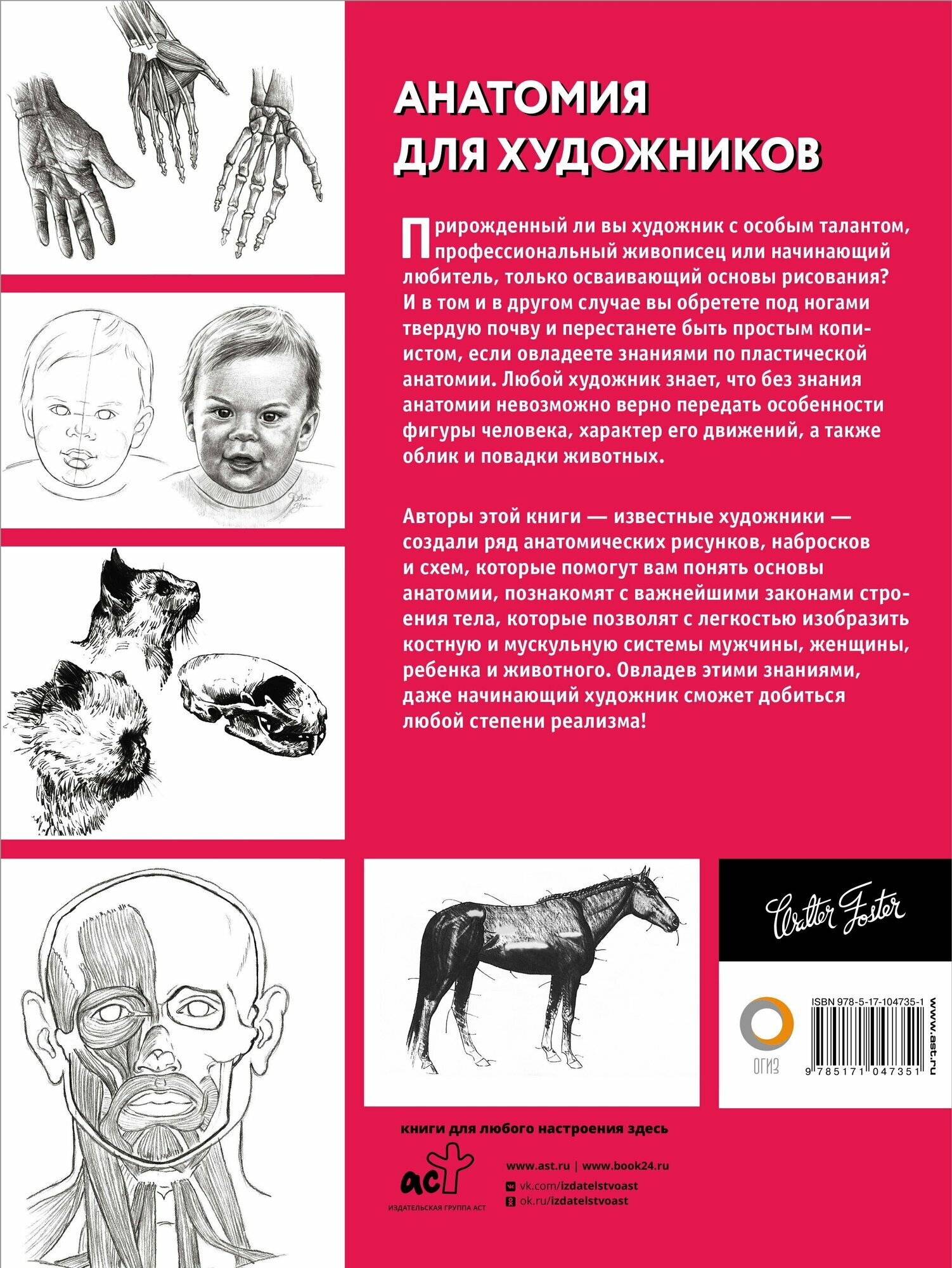 Анатомия для художников — фото 1