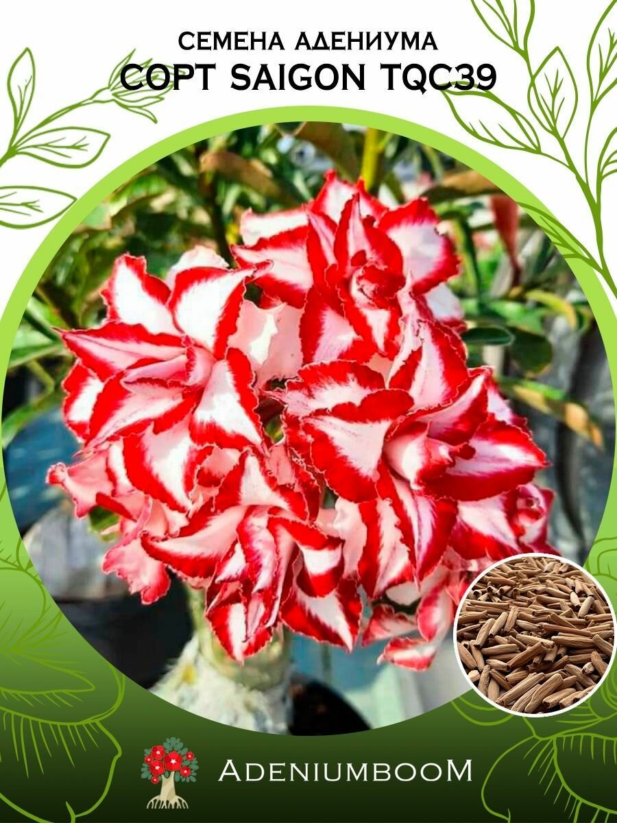 Семена Адениума Обесум от Saigon Adenium TQC39 (4шт.) /семена редких комнатных цветов суккулентов многолетних цветущих растений/AdeniumBoom