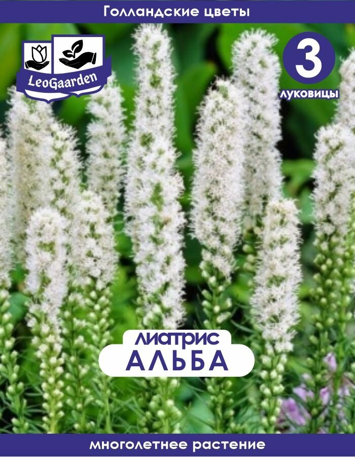 Лиатрис Альба 3 шт
