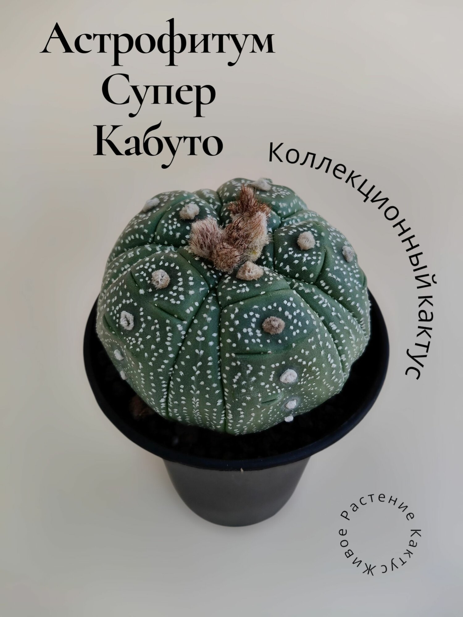 Астрофитум Супер Кабуто (Astrophytum Asterias) Коллекционный кактус Суккулент Живое растение