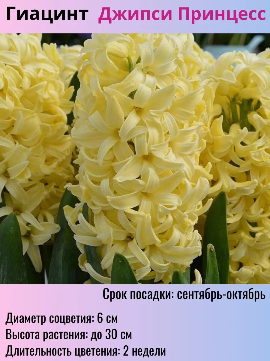 Гиацинты луковицы 5 штук