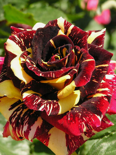 Изображение товара Роза чайно-гибридная Абракадабра (Abracadabra) / 1 шт, ароматная роза