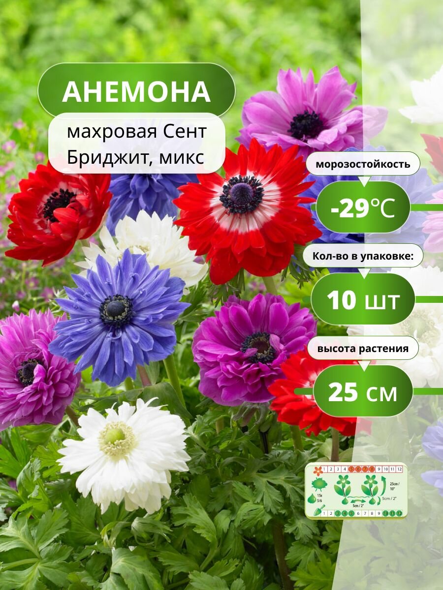 Анемона махровая Сент Бриджит микс (10 лук) / луковичные многолетние цветы