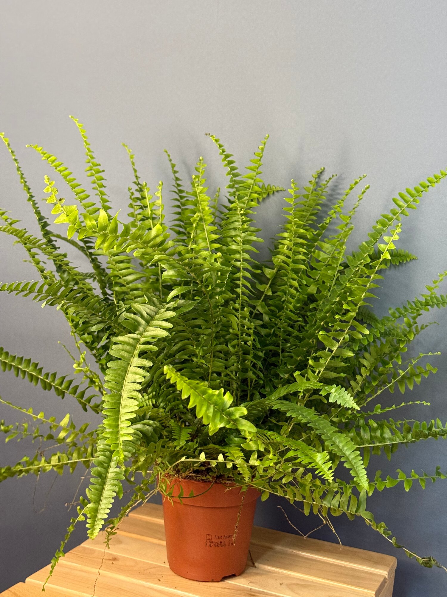 Нефролепис (Nephrolepis exaltata ‘Green Lady’) — пышный зелёный водопад свежести и уюта