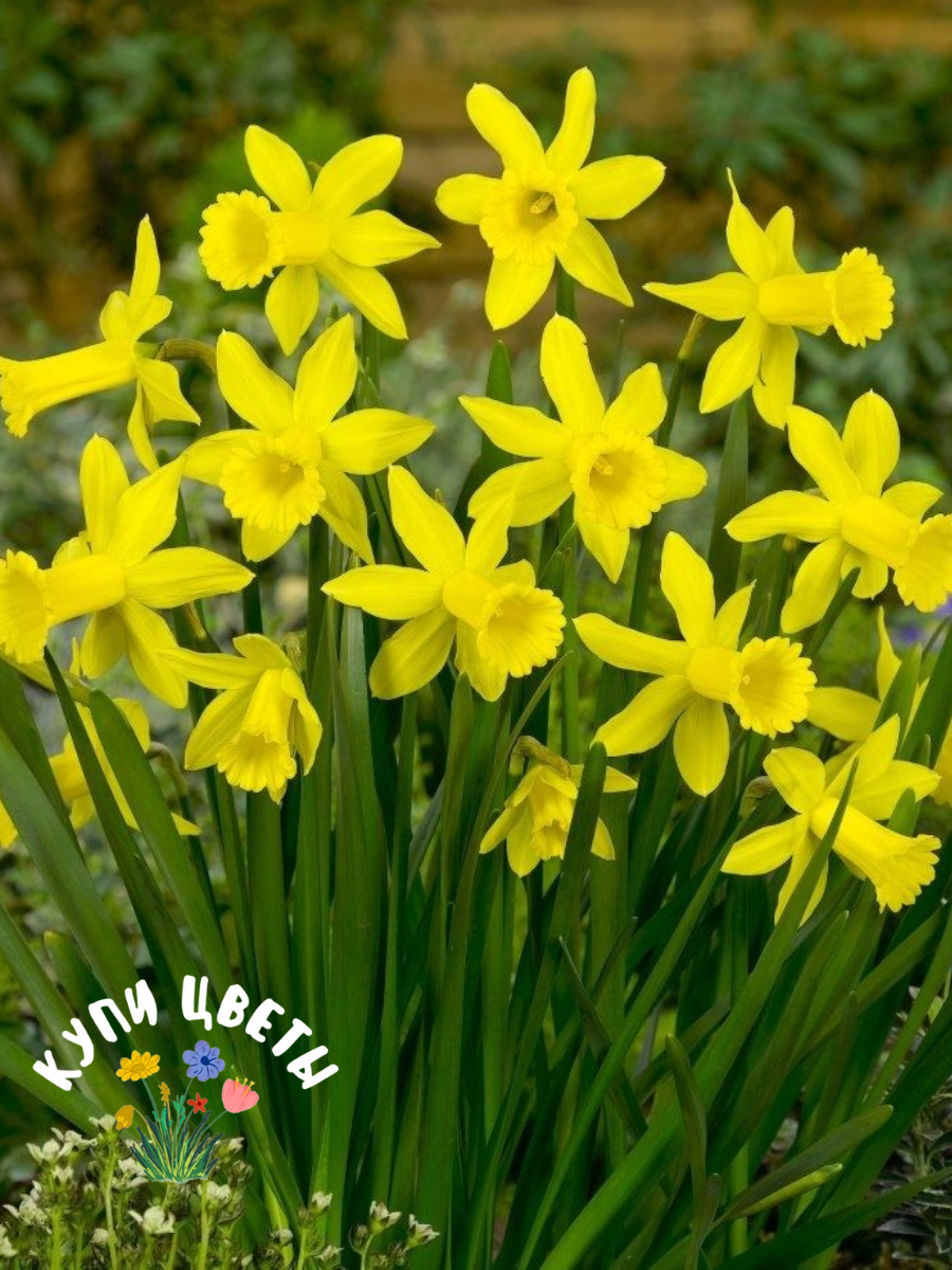 Луковицы цветов купи цветы Нарцисс FEBRUARY GOLD (5 луковиц) желтый