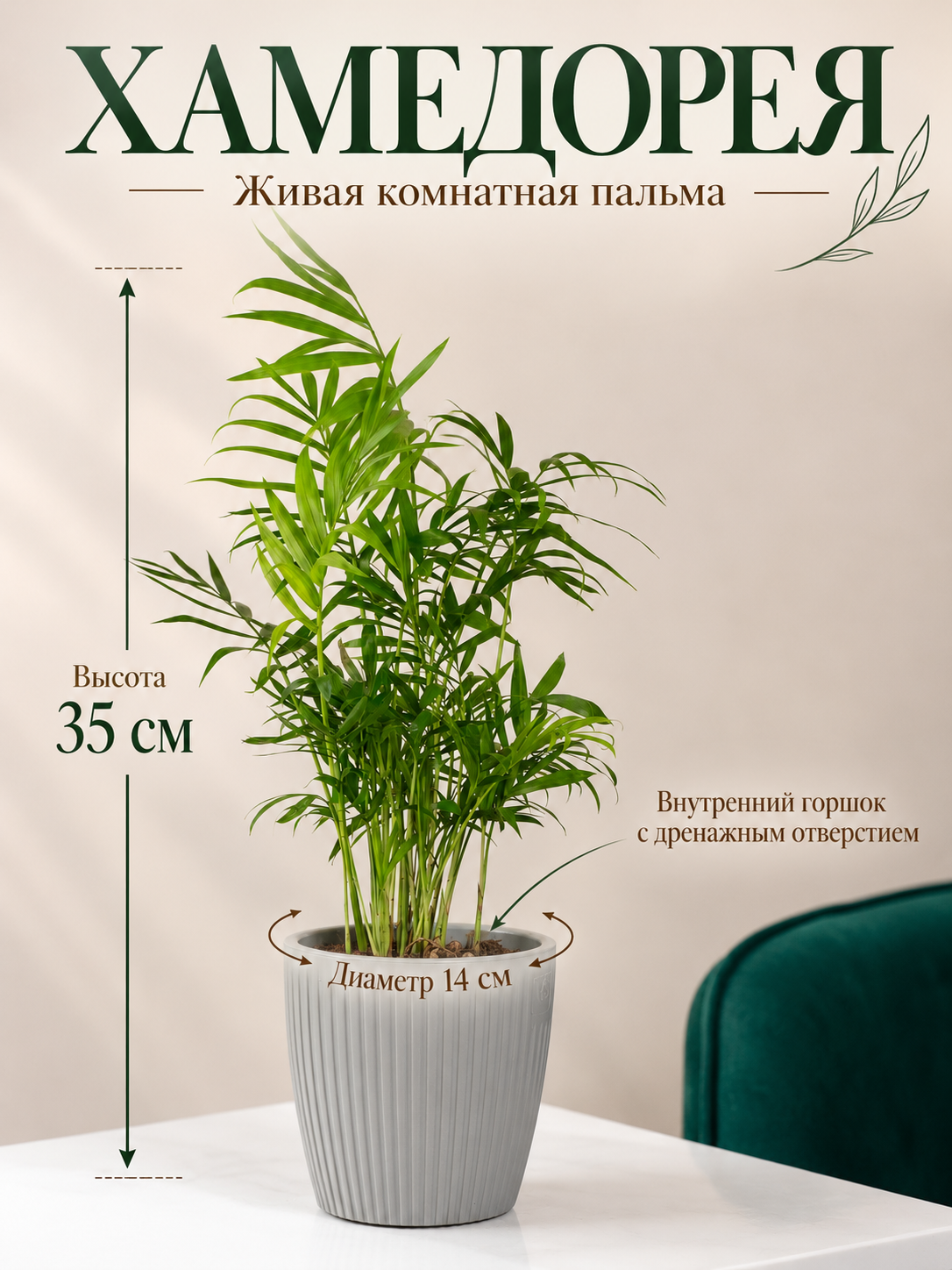 Хамедорея живая комнатная пальма в двойном сером кашпо, 35 см, Geo Glass