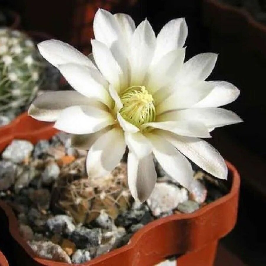 Семена Deodar SEEDS COMPANY Кактус Gymnocalycium riojense v. pipanacoense VG-187 10 шт.