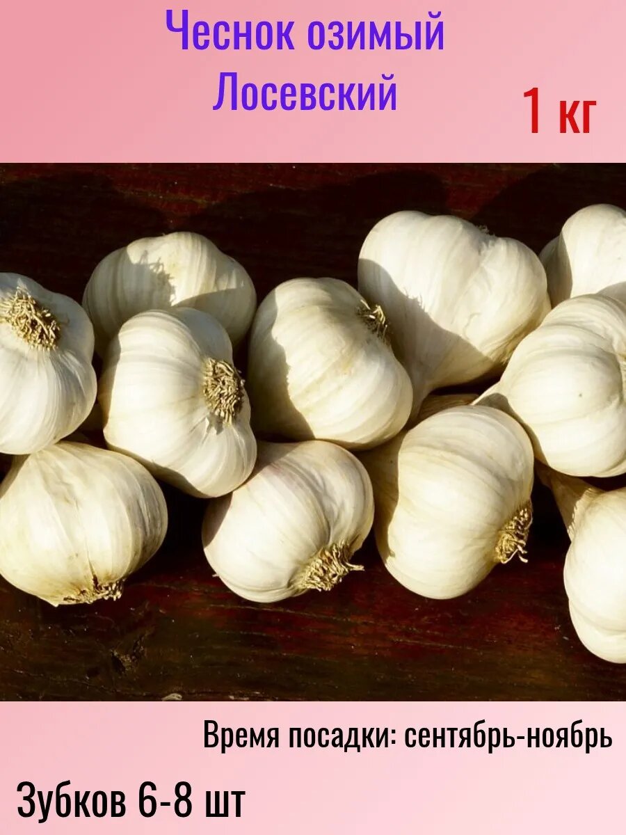 Чеснок озимый на посадку 1кг