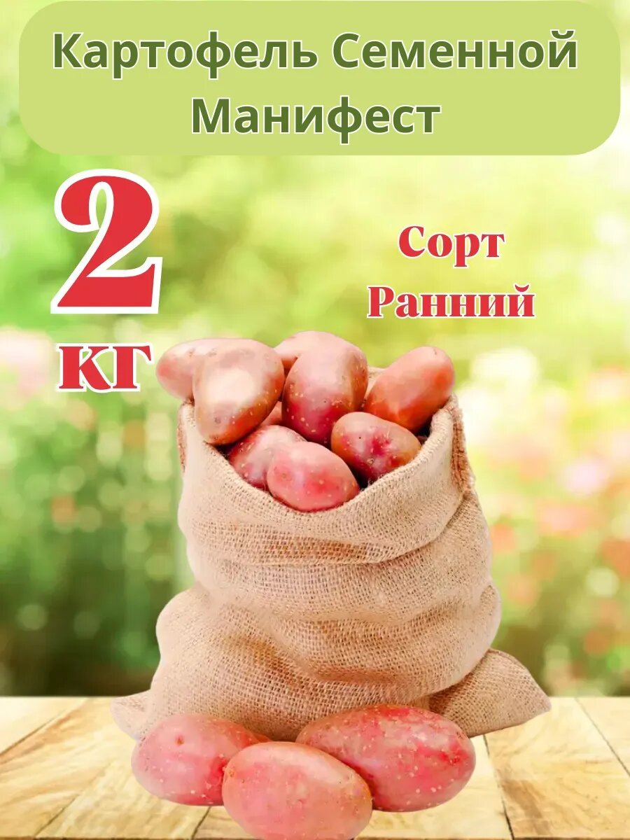 Картофель семенной 