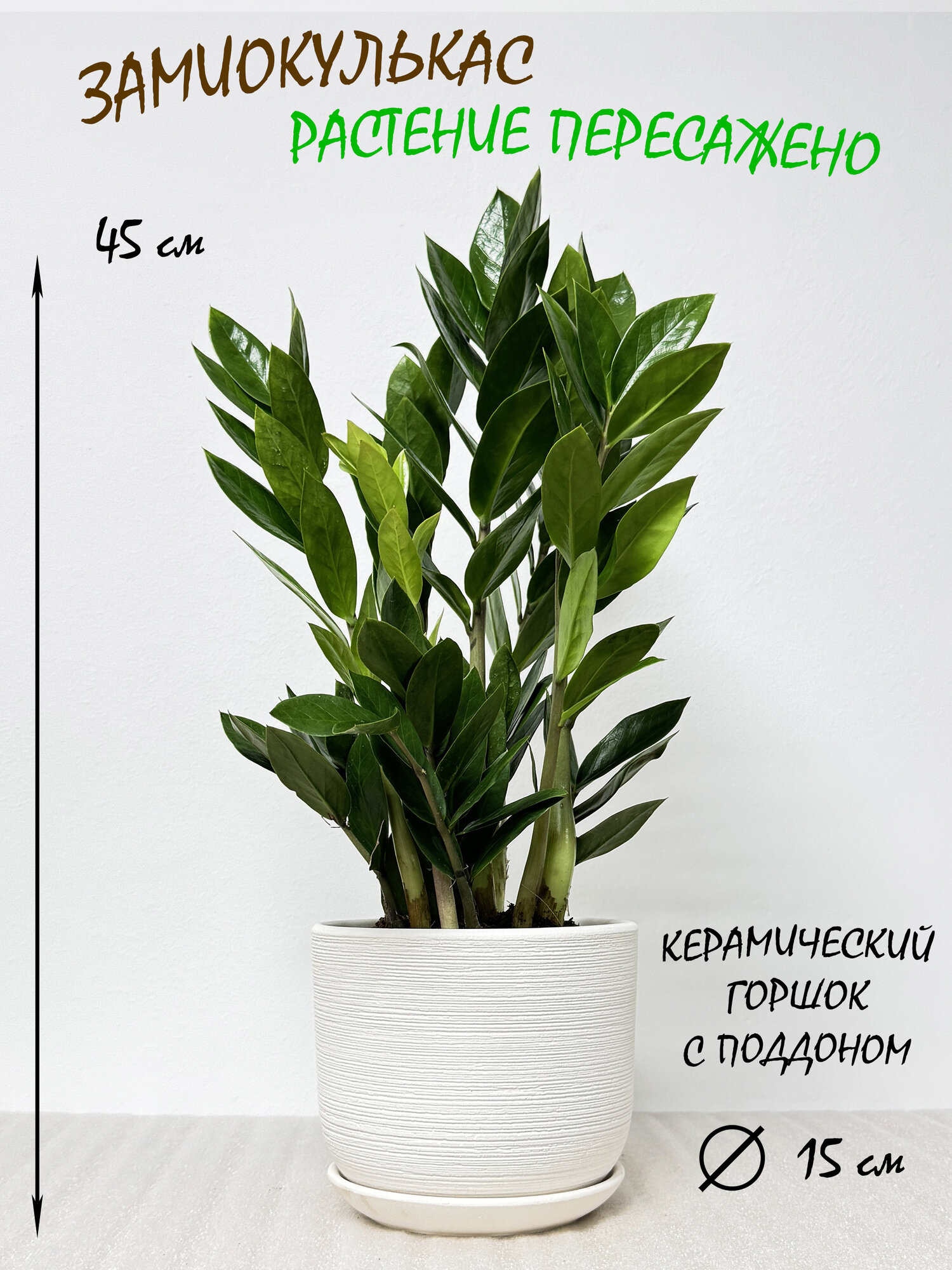 Замиокулькас в белом керамическом горшке с поддоном высота 40-45см