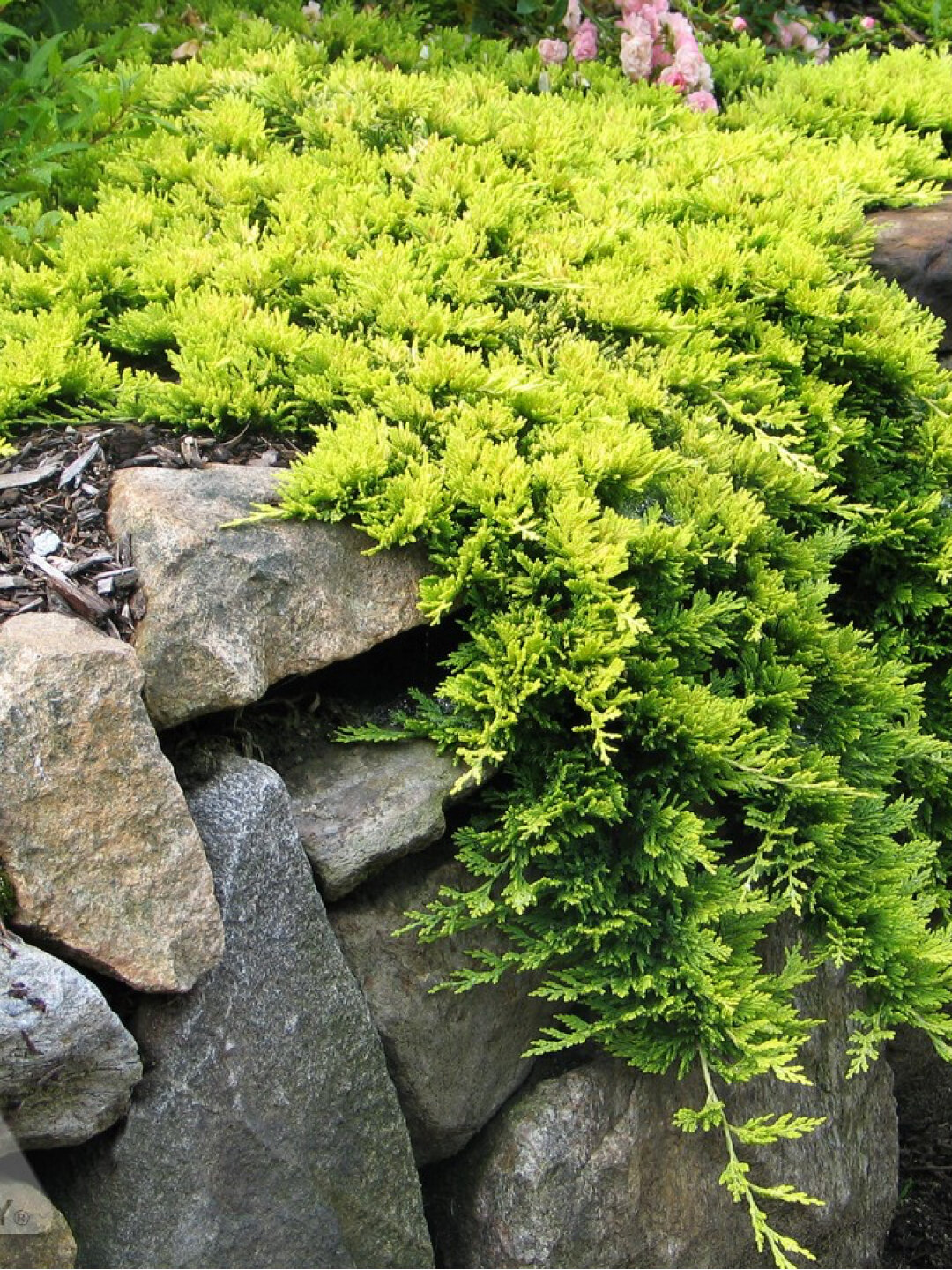 Семена туи западной Ауресценс (Thuja occidentalis Aurescens) — фото 1