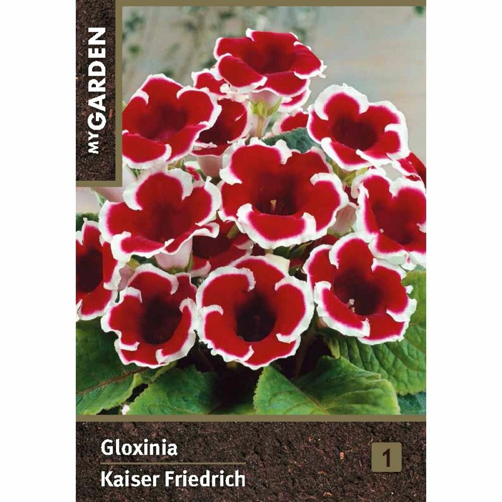 Глоксиния Кайзер Фридрих 1 шт