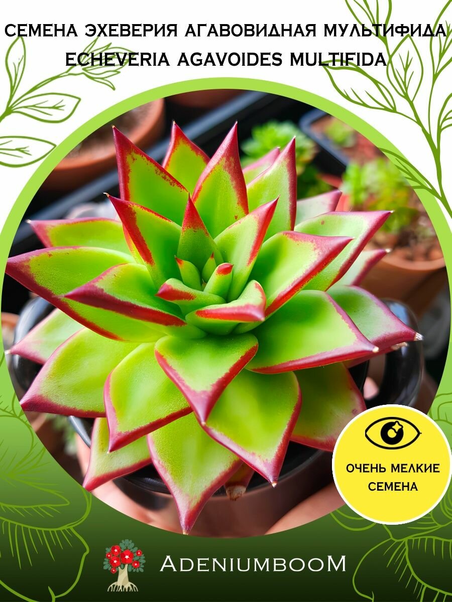 Семена Эхеверия Агавовидная Мультифида ( 5шт.) /Echeveria Agavoides Multifida, семена редких комнатных цветов, суккулентов многолетних, цветущих растений/AdeniumBoom