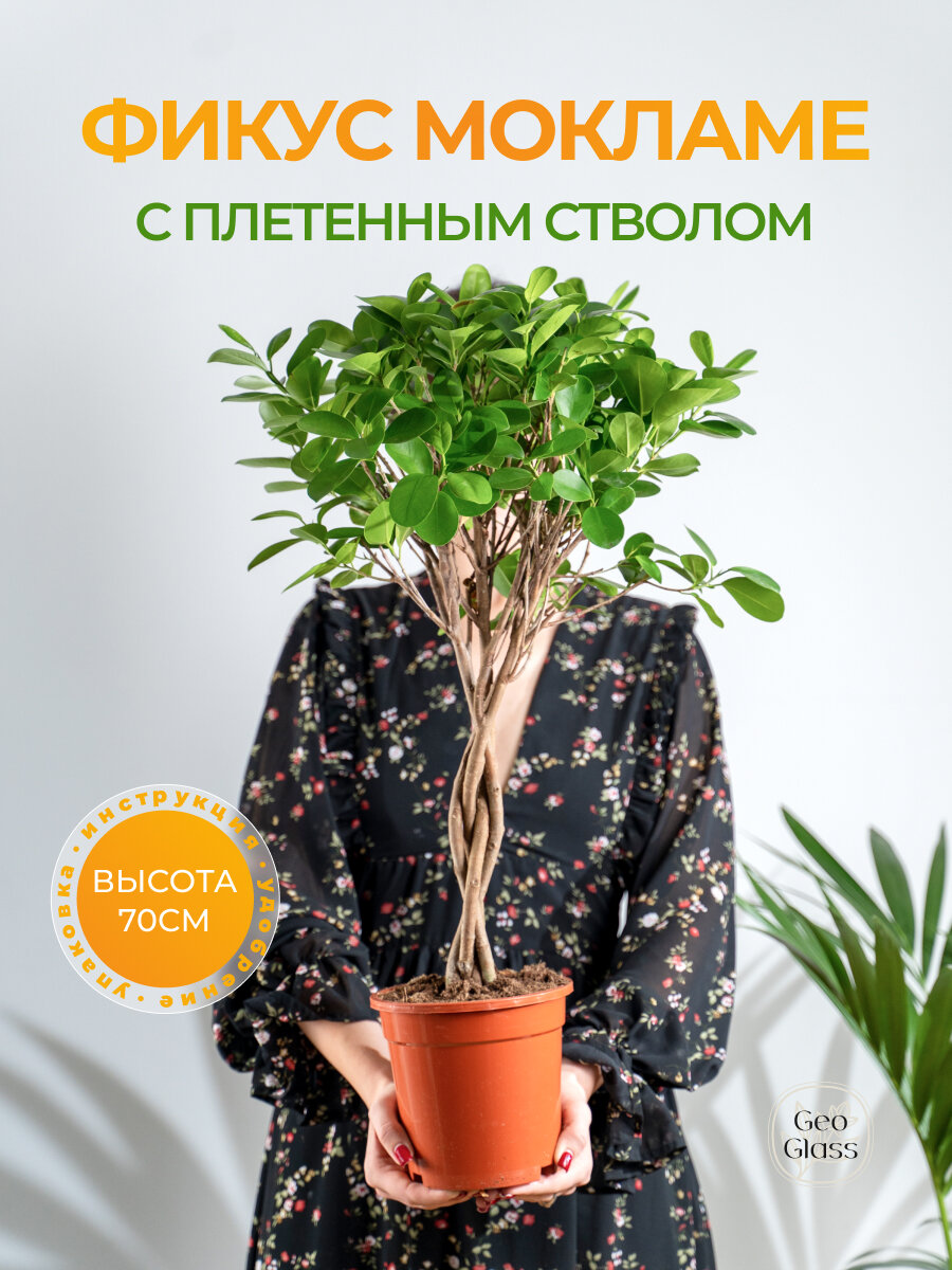 Geo Glass: Фикус Мокламе  дерево живое в горшке  фикус микрокарпа 17/70 см
