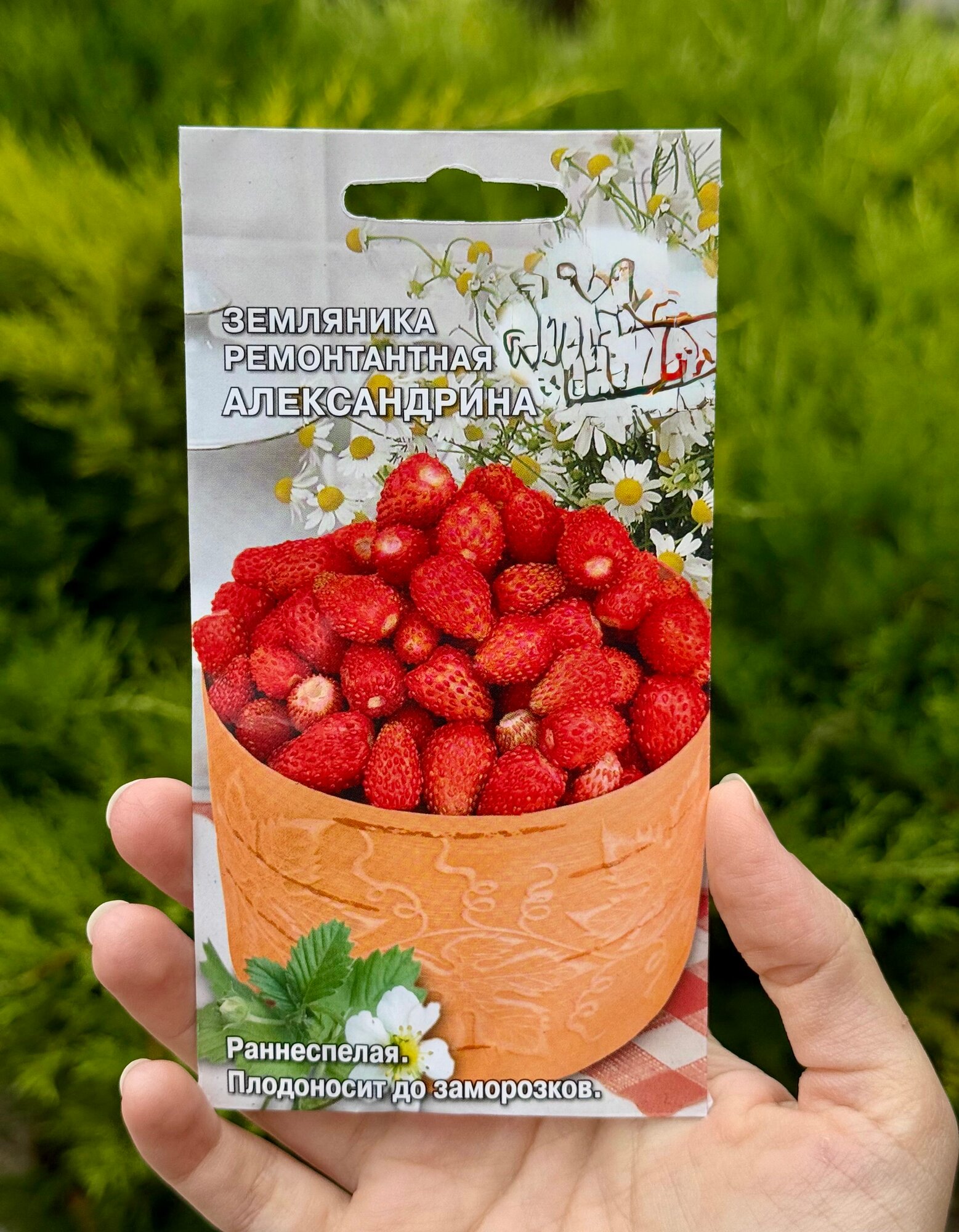 Семена земляника балконная (ремонтантная)/ семена земляники александрина