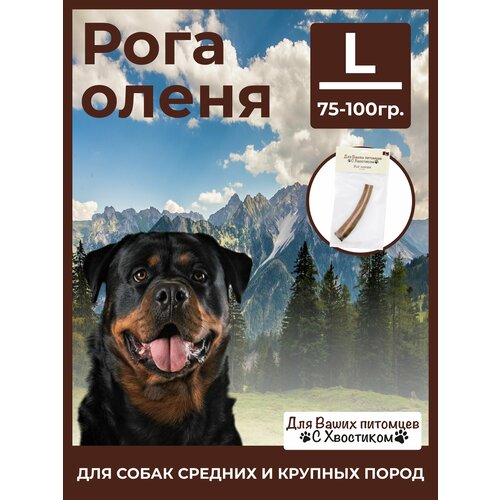 Рог оленя L (75-100г) С хвостиком