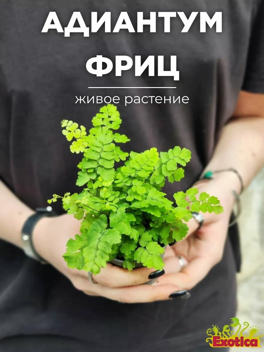Адиантум Фриц Лутц, Ажурный Папоротник (Adiantum Fritz-luthi) D6см