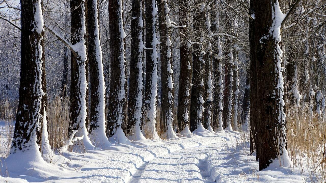 Картина на холсте 60x110 LinxOne "Аллея снег дорога зима деревья" интерьерная для дома / на стену / на кухню / с подрамником